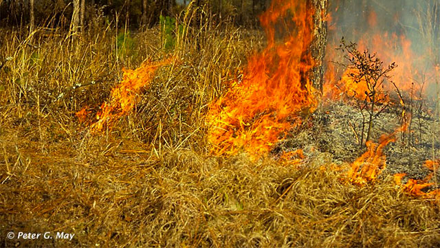 Sandhills Ground Fire