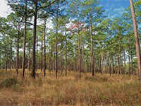 Sandhills ecosystem landscape