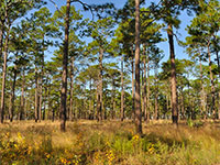 Understory sandhills ecosystem