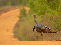 Wild Turkey in the wild