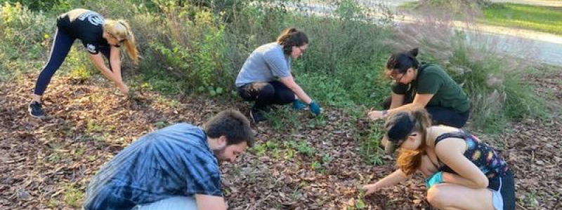 5 students picking weeds outside