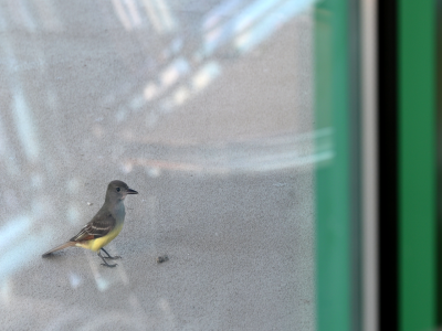 Great-crested Flycatcher, a songbird