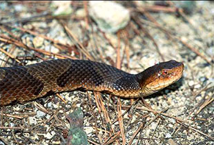 A copperhead snake slithering across the ground