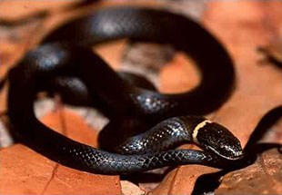 A black, ring-necked snake amidst a backdrop of brown leaves