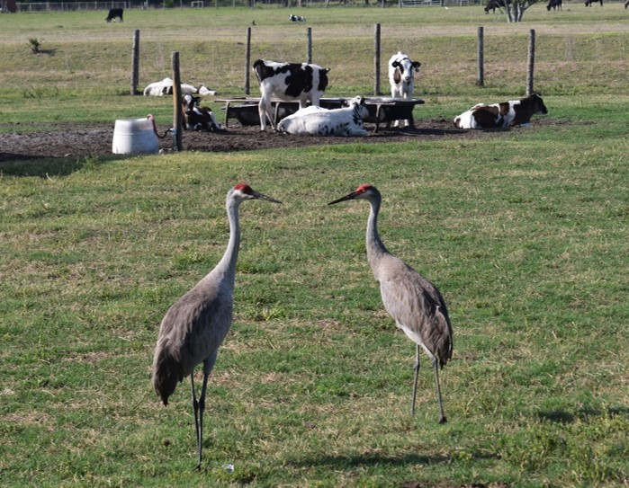 cranes in a field with cows