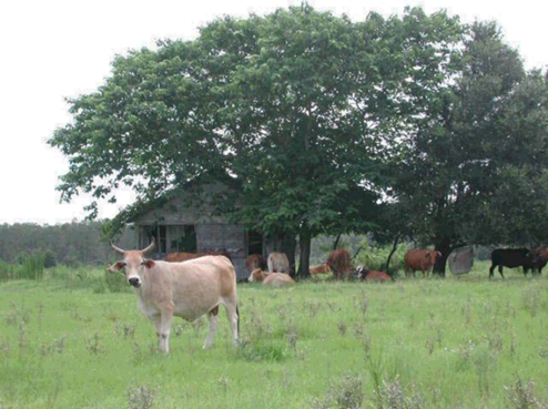 cows in a field of grass