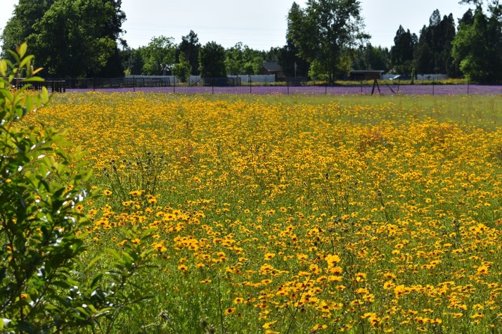 field of yellow flowers