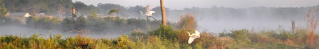 Natural Florida Landscape