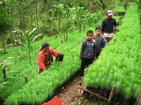AIR Guatemala Internship, picture of people enganging with gardening activities in Guatemala