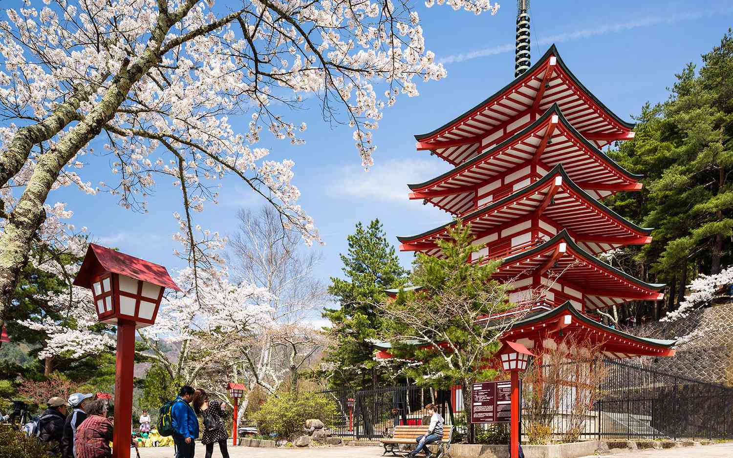 Japan landscape with sakura tree