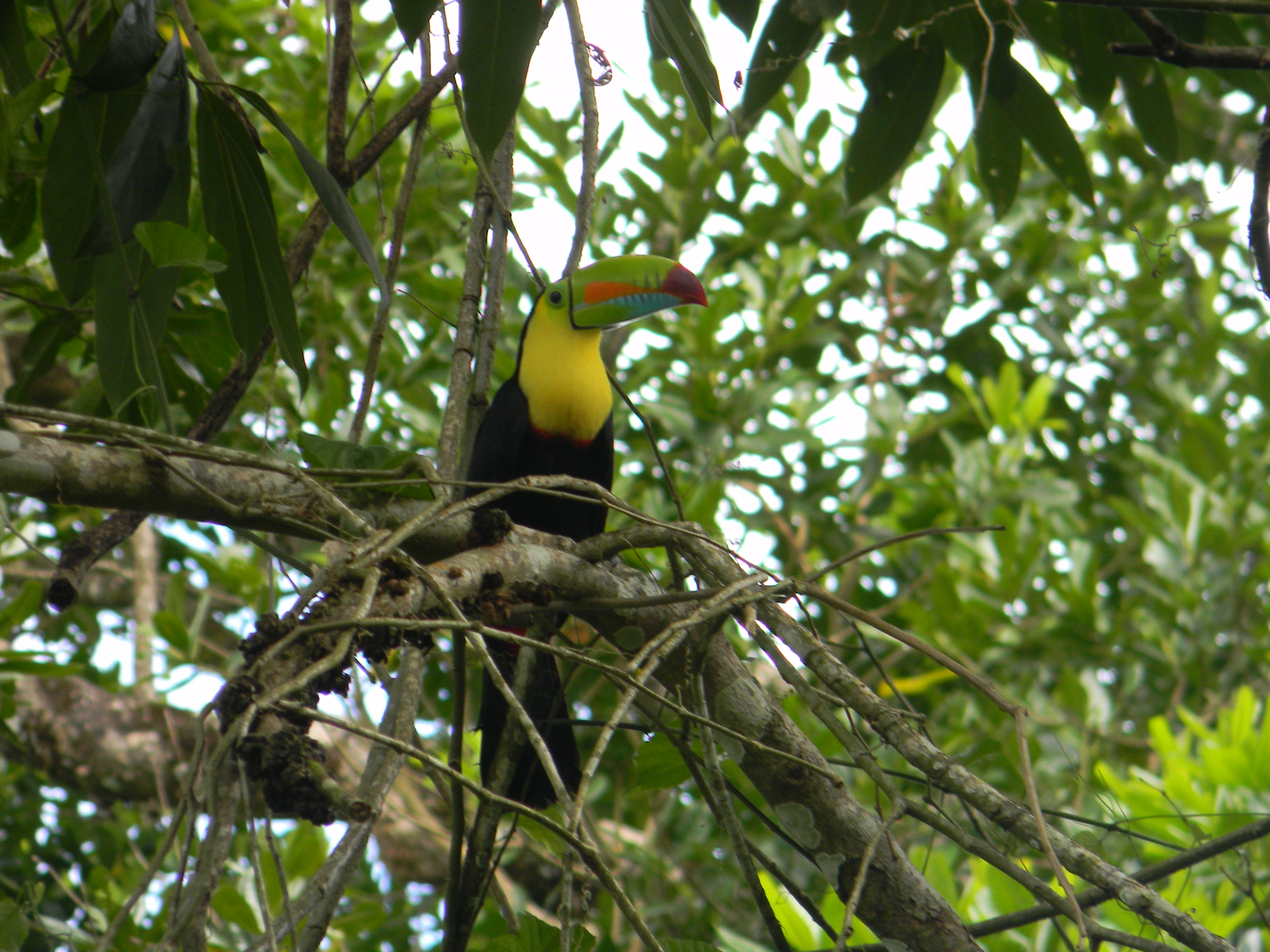 Toucan in Costa Rica