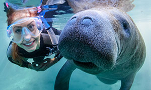 snorkeling with a manatee