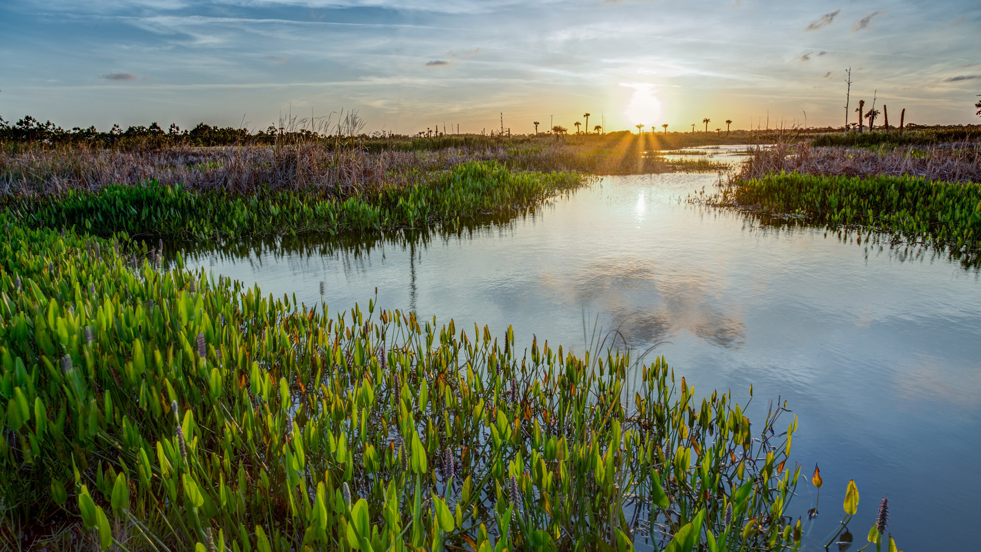 Water is key to maintaining Florida's ecosystems.