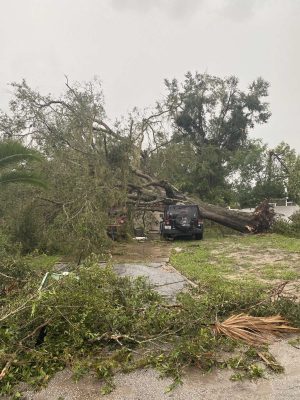 Big oak trees have fallen across a Jeep and an SUV